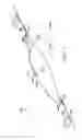 Fig. 02 - Double-wide strap