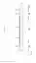 Fig. 10 - Organic light emitting diode display and manufacturing method thereof
