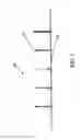 Fig. 04 - 450 MHz donor antenna
