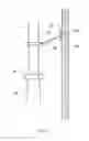 Fig. 05 - Multi-tower work station