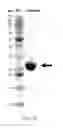 Fig. 08 - Immuno-conjugates and methods for producing them