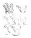 Fig. 22 - Immuno-conjugates and methods for producing them