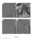 Fig. 05 - Rosette Nanotubes as Drug Delivery Agents