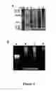 Fig. 10 - Amphiphilic polymer-protein conjugates and methods of use thereof