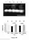 Fig. 12 - Amphiphilic polymer-protein conjugates and methods of use thereof