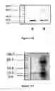 Fig. 20 - Amphiphilic polymer-protein conjugates and methods of use thereof