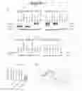 Fig. 09 - Non-pathogenic and/or attenuated bacteria capable of inducing apoptosis in macrophages, process of manufacturing and uses thereof