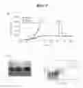Fig. 11 - Non-pathogenic and/or attenuated bacteria capable of inducing apoptosis in macrophages, process of manufacturing and uses thereof
