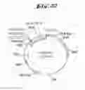 Fig. 25 - Non-pathogenic and/or attenuated bacteria capable of inducing apoptosis in macrophages, process of manufacturing and uses thereof