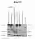 Fig. 28 - Non-pathogenic and/or attenuated bacteria capable of inducing apoptosis in macrophages, process of manufacturing and uses thereof