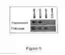 Fig. 09 - EXPRESSION OF VIRUS ENTRY INHIBITORS AND RECOMBINANT AAV THEREFOR
