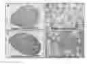 Fig. 01 - METHOD FOR TREATING PANCREATITIS WITH MESENCHYMAL STEM CELLS