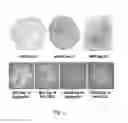 Fig. 05 - Methods and compositions for in vitro and in vivo chondrogenesis