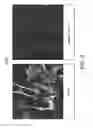 Fig. 03 - COMPOSITIONS COMPRISING AMNION DERIVED ADHERENT CELLS AND PLATELET-RICH PLASMA