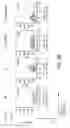 Fig. 12 - COMPOSITIONS COMPRISING AMNION DERIVED ADHERENT CELLS AND PLATELET-RICH PLASMA