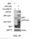 Fig. 04 - Methods and materials for modulating deubiquitinases and ubiquitinated polypeptides