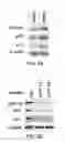 Fig. 06 - Methods and materials for modulating deubiquitinases and ubiquitinated polypeptides