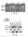 Fig. 10 - Methods and materials for modulating deubiquitinases and ubiquitinated polypeptides