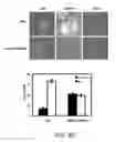 Fig. 12 - Methods and materials for modulating deubiquitinases and ubiquitinated polypeptides