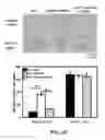 Fig. 15 - Methods and materials for modulating deubiquitinases and ubiquitinated polypeptides