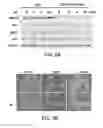 Fig. 16 - Methods and materials for modulating deubiquitinases and ubiquitinated polypeptides
