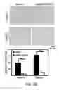 Fig. 24 - Methods and materials for modulating deubiquitinases and ubiquitinated polypeptides