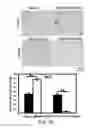 Fig. 25 - Methods and materials for modulating deubiquitinases and ubiquitinated polypeptides