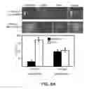 Fig. 27 - Methods and materials for modulating deubiquitinases and ubiquitinated polypeptides