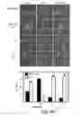 Fig. 28 - Methods and materials for modulating deubiquitinases and ubiquitinated polypeptides