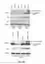 Fig. 29 - Methods and materials for modulating deubiquitinases and ubiquitinated polypeptides