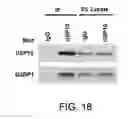 Fig. 41 - Methods and materials for modulating deubiquitinases and ubiquitinated polypeptides