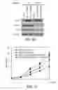 Fig. 43 - Methods and materials for modulating deubiquitinases and ubiquitinated polypeptides