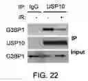Fig. 44 - Methods and materials for modulating deubiquitinases and ubiquitinated polypeptides