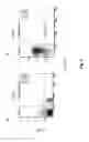 Fig. 07 - Method of Cell Differentiation and Uses Therefor in Screening, Diagnosis and Therapy