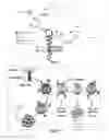 Fig. 02 - Galectin-immunoglobulin chimeric molecules