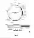 Fig. 03 - Galectin-immunoglobulin chimeric molecules