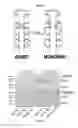 Fig. 04 - Galectin-immunoglobulin chimeric molecules