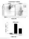 Fig. 29 - Galectin-immunoglobulin chimeric molecules