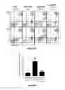 Fig. 30 - Galectin-immunoglobulin chimeric molecules