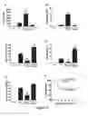 Fig. 06 - Methods of stimulating liver regeneration