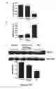 Fig. 11 - Methods of stimulating liver regeneration