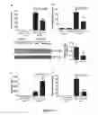 Fig. 12 - Methods of stimulating liver regeneration