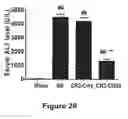 Fig. 27 - Methods of stimulating liver regeneration