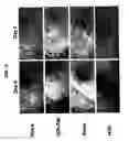 Fig. 08 - METHODS AND COMPOSITIONS FOR INHIBITING C-MET DIMERIZATION AND ACTIVATION