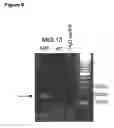 Fig. 07 - Nogo-A binding molecules and pharmaceutical use thereof