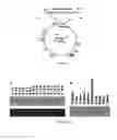Fig. 04 - Methods and compositions involving nucleotide repeat disorders