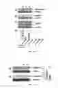 Fig. 06 - Methods and compositions involving nucleotide repeat disorders