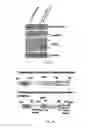 Fig. 07 - Methods and compositions involving nucleotide repeat disorders