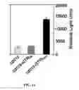 Fig. 08 - Methods and compositions involving nucleotide repeat disorders