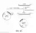 Fig. 08 - MARKERS OF XMRV INFECTION AND USES THEREOF